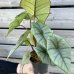 Alocasia (Alokázia) 'PLATINUM' - kont. C1L, výška 25-35 cm